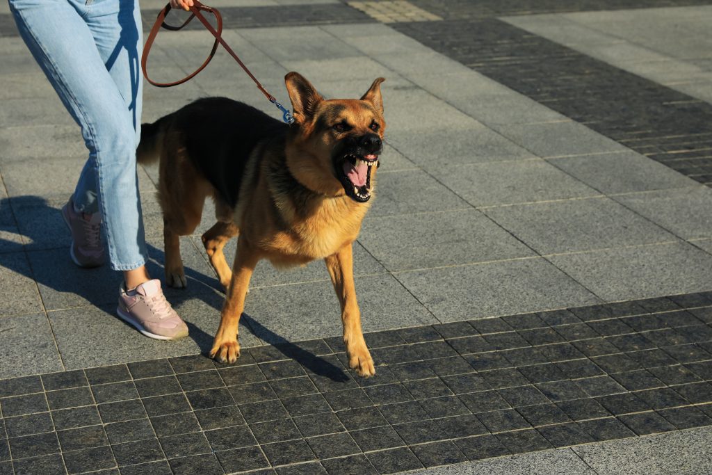 A German Shepherd on a leash growls with its mouth open while walking next to a lawyer.