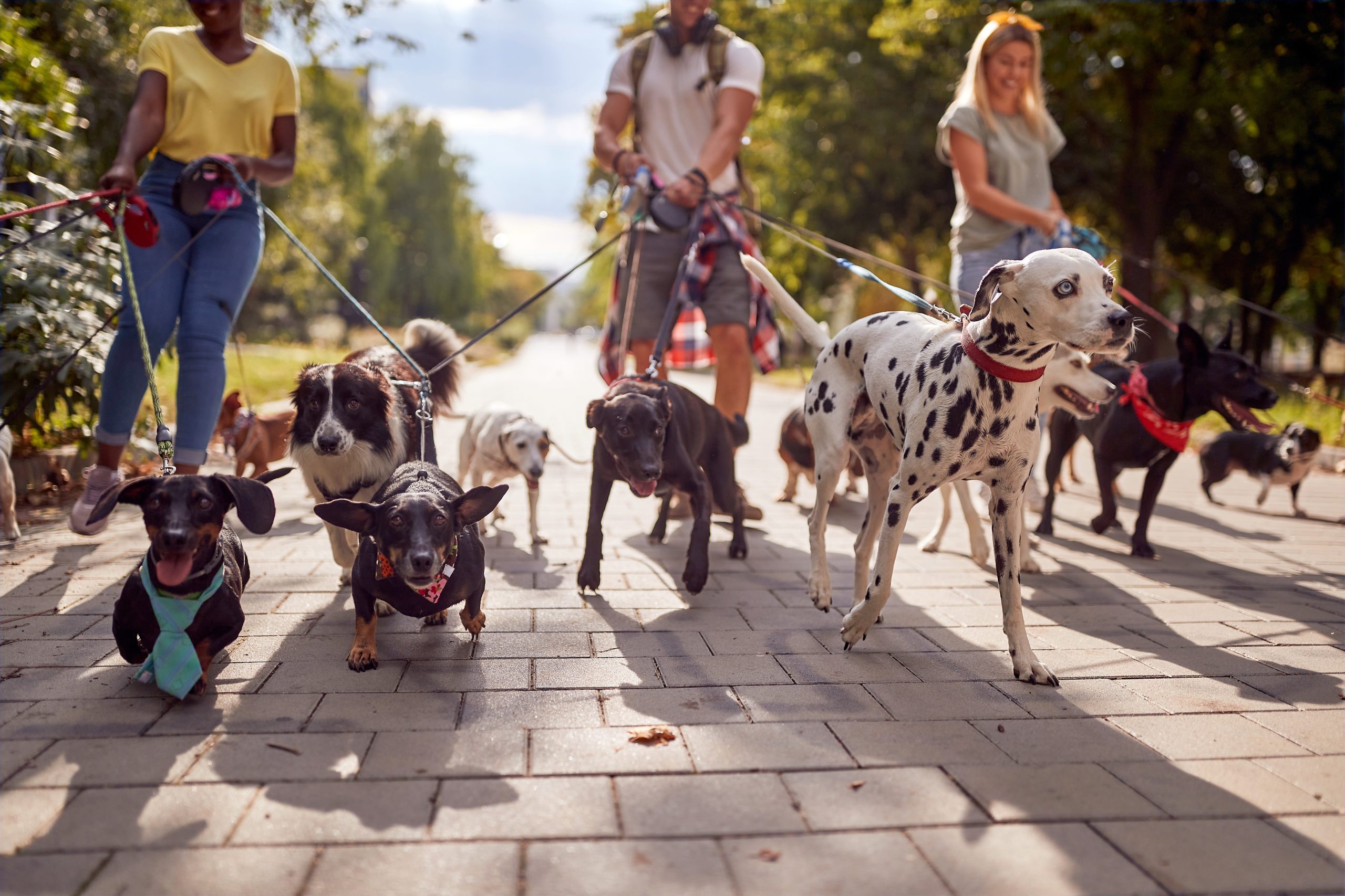 Three people walk a group of diverse dogs on leashes along a sunny park pathway, as documented in this report.