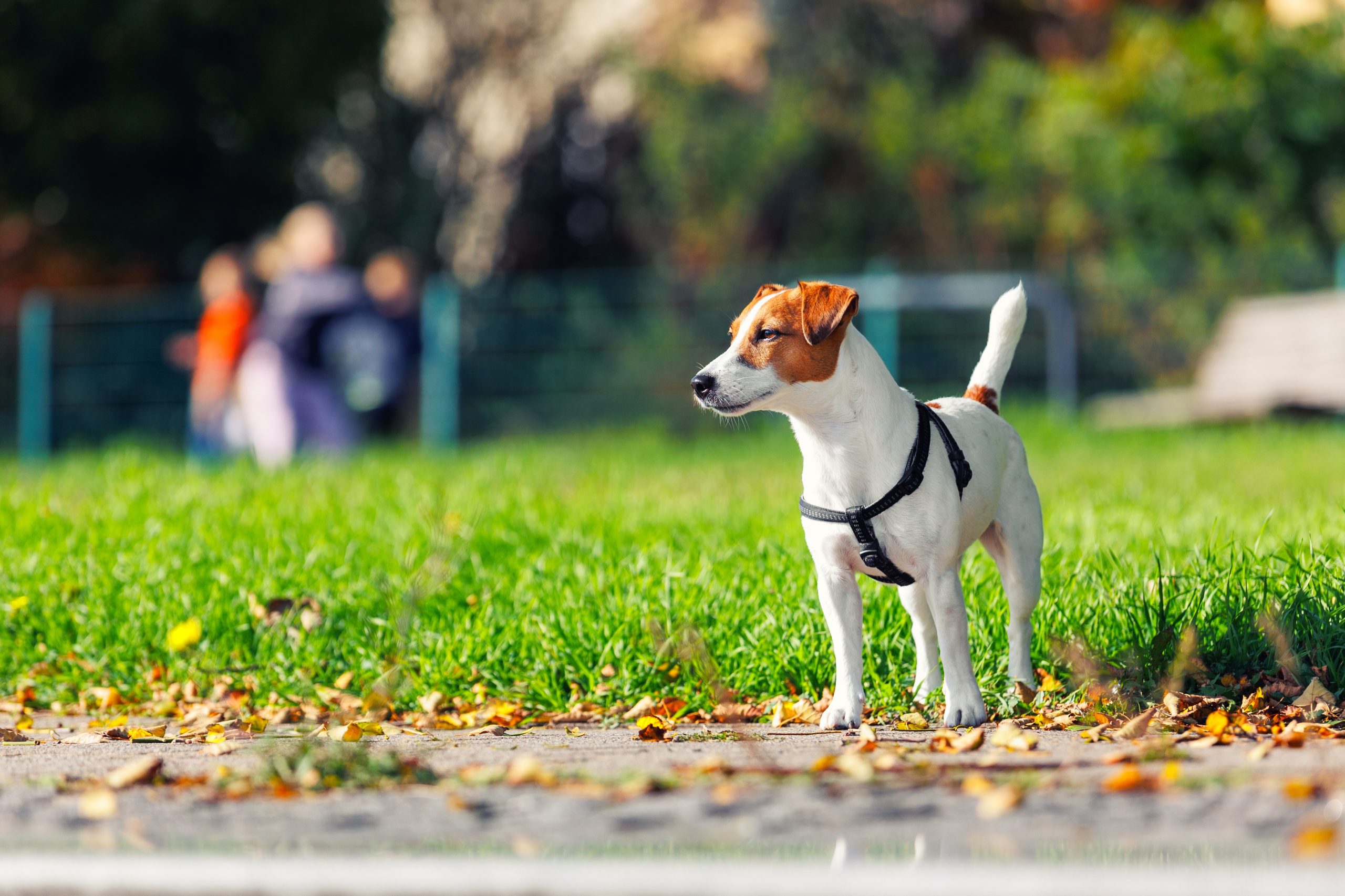 A Jack Russell Terrier wearing a harness stands on a grassy path covered with autumn leaves, looking like a report on the changing seasons.