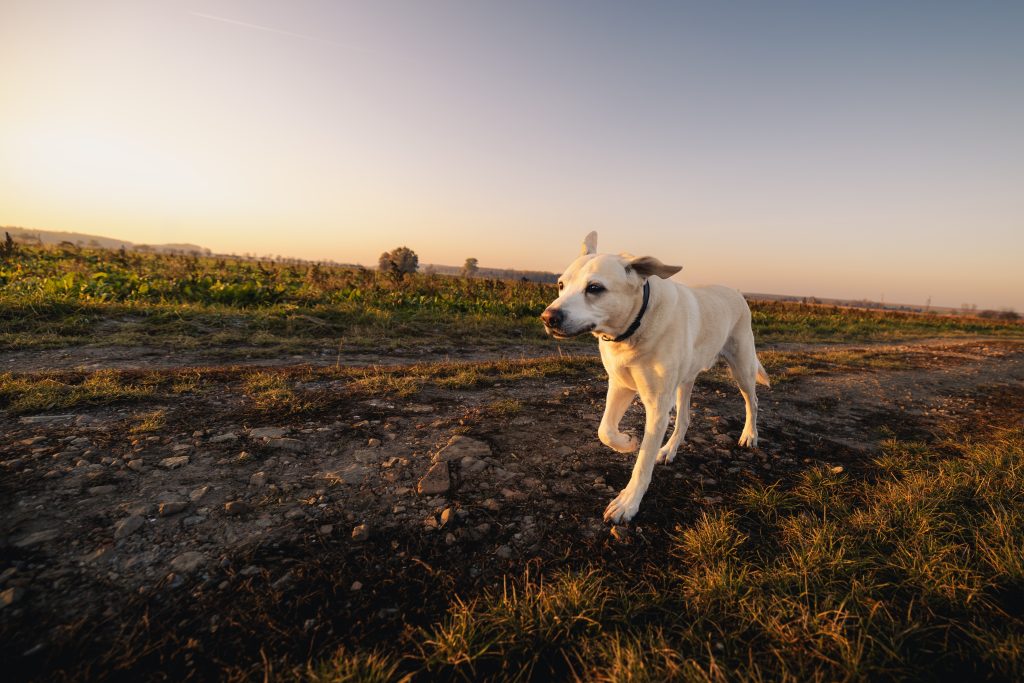 A light-colored dog walking along a dirt path at sunset, as captured in this field report.
