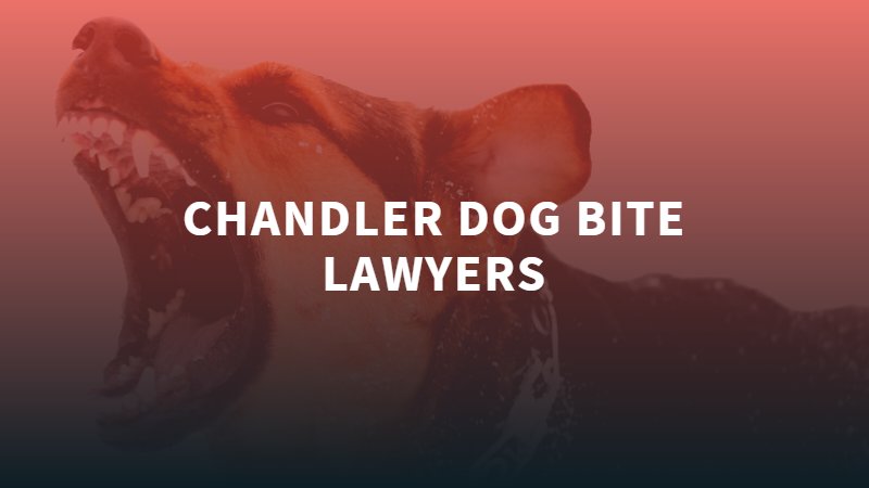 Chandler Dog Bite Lawyers