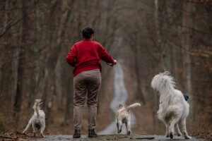 A person in a red sweater walks three dogs along a wooded path, careful to keep them under control to prevent any risk of a dog bite.
