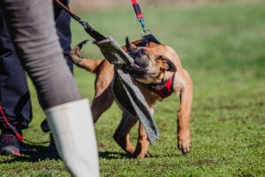 A tan dog bites into a training sleeve held by a person in a grassy field, a common scenario in discussions regarding dog bite liability.