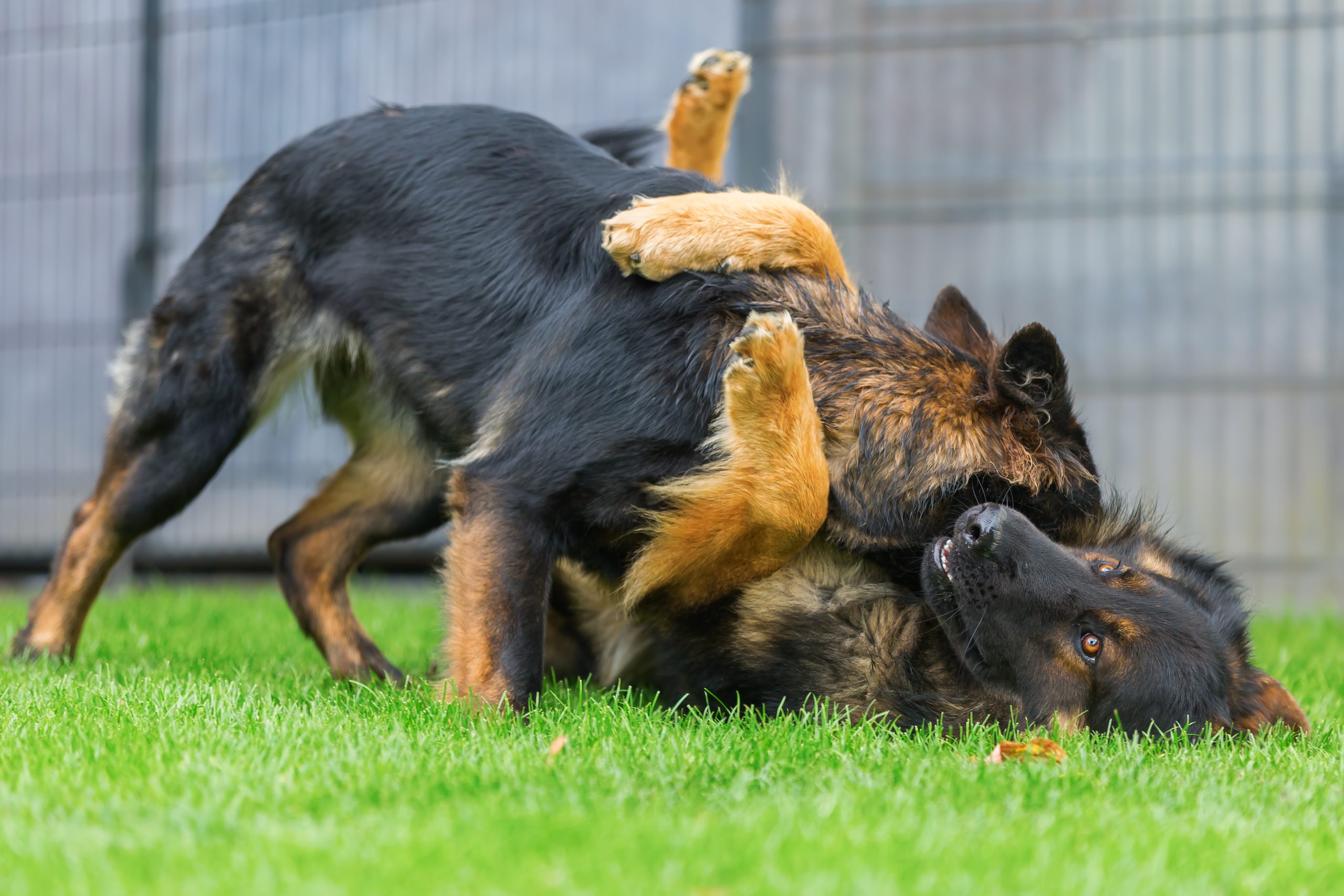Two German Shepherd dogs play-wrestling on a grassy lawn.